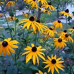 Nel Giardino Di Dafne Feriegård *