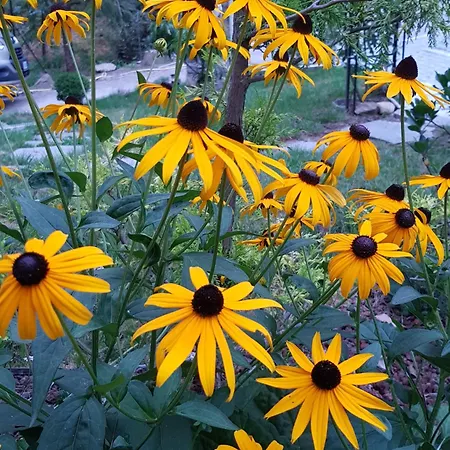 Nel Giardino Di Dafne Farma *