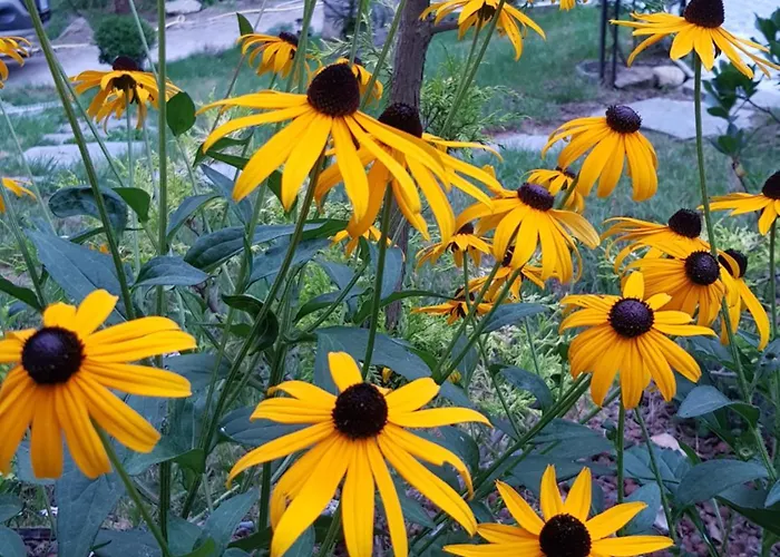 Nel Giardino Di Dafne Lantgård *